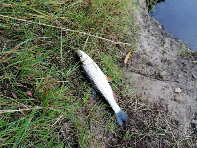 Döbel
