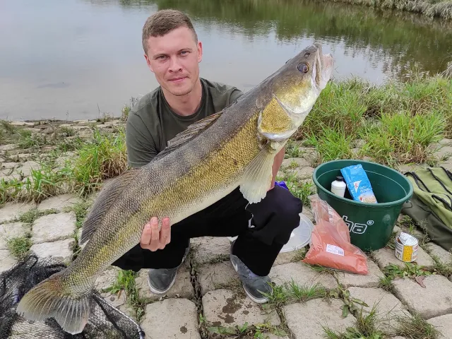 Zander