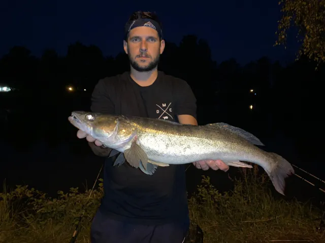 Zander