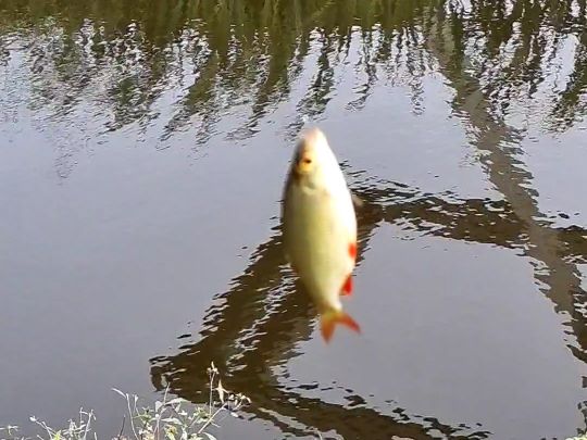 Rotfeder