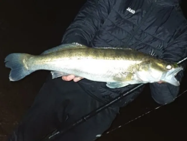 Zander