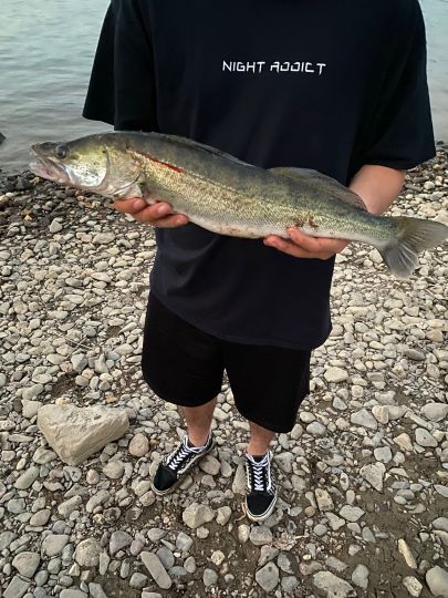 Zander