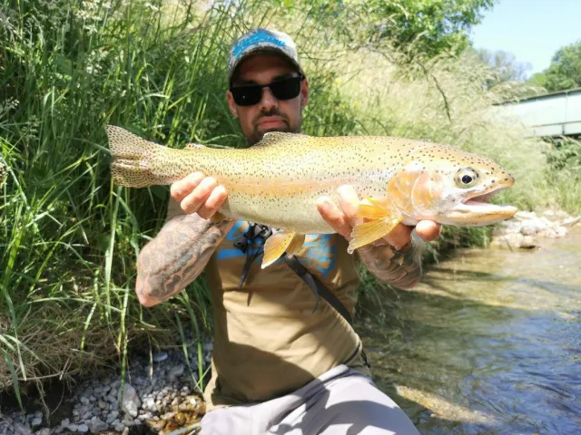 Regenbogenforelle