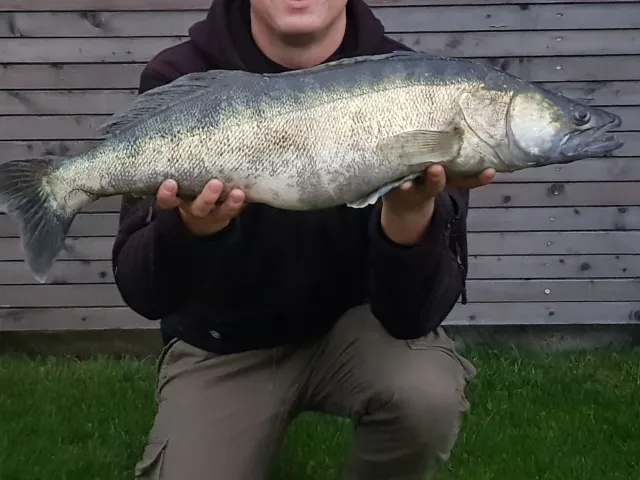 Zander