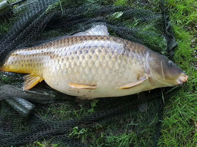 Karpfen