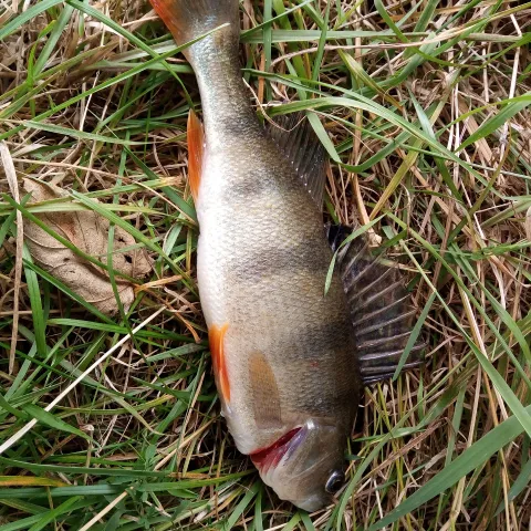 Flussbarsch