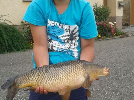 Karpfen
