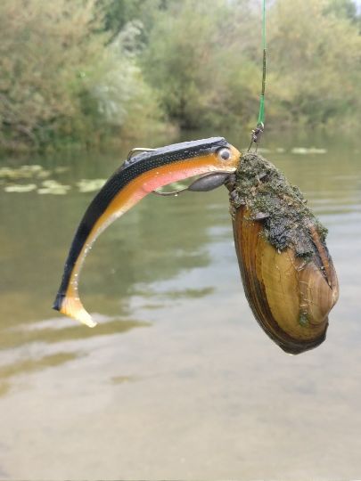 Abgeplattete Teichmuschel