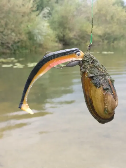 Abgeplattete Teichmuschel