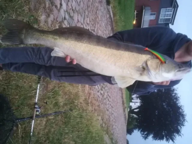Zander