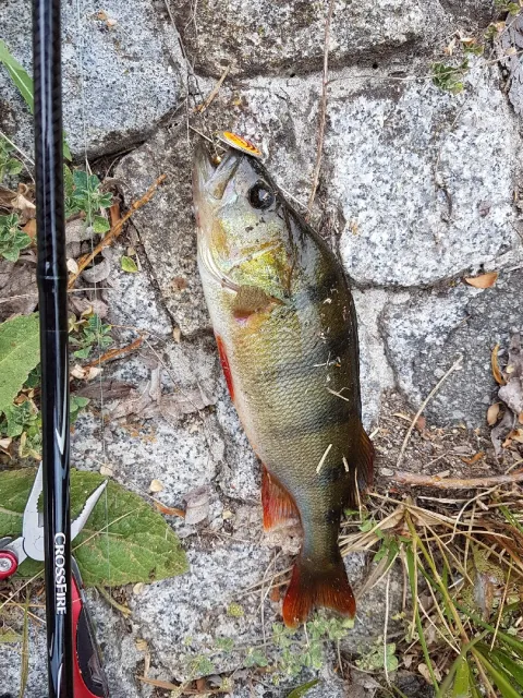 Flussbarsch