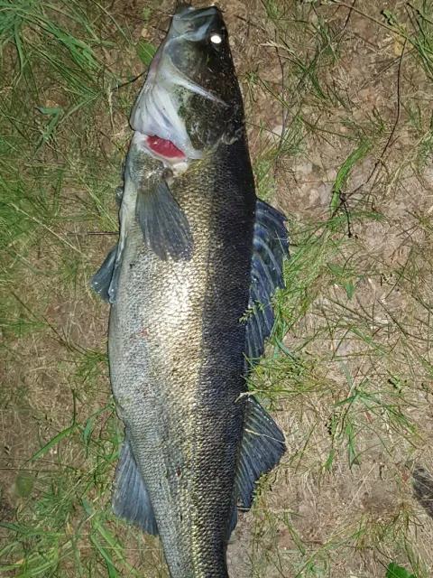 Zander