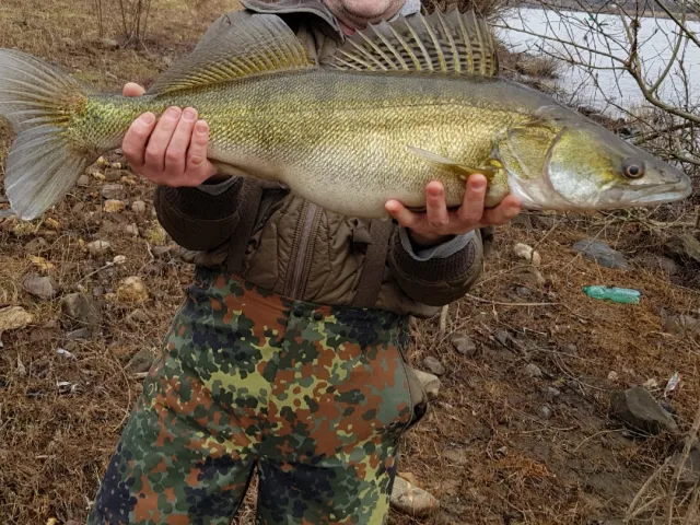 Zander