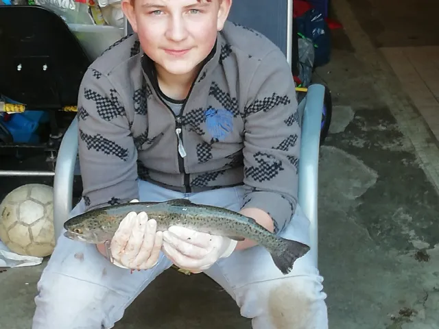 Regenbogenforelle