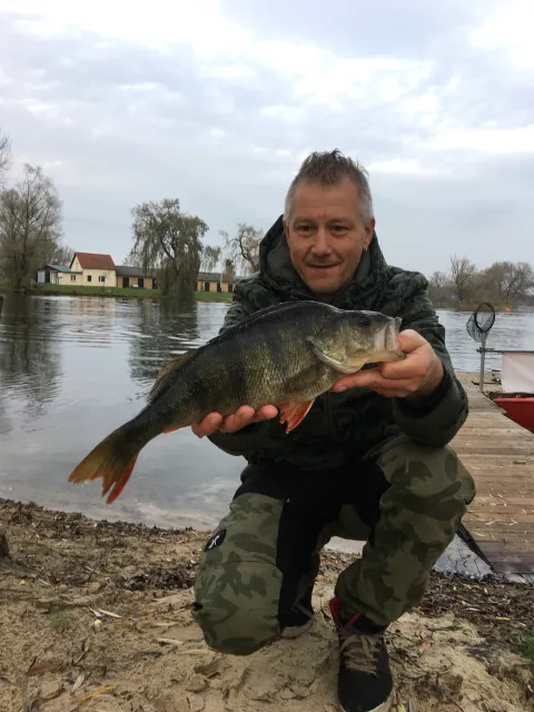 Flussbarsch