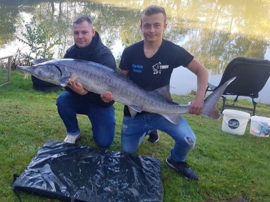 Stör