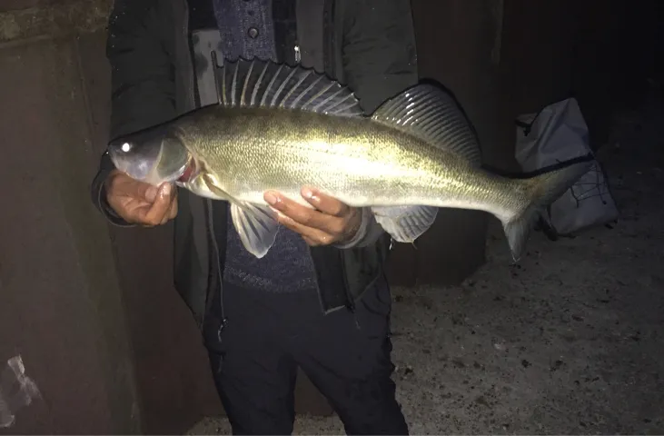 Zander