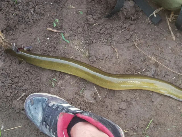 Aal