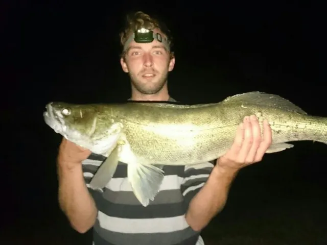 Zander