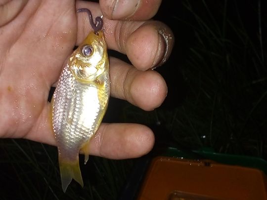 Goldfisch