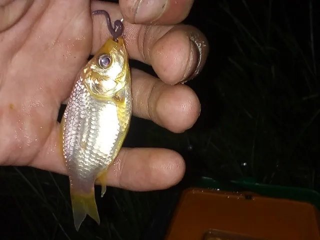 Goldfisch