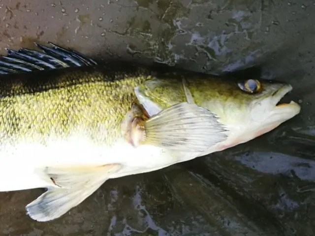 Zander