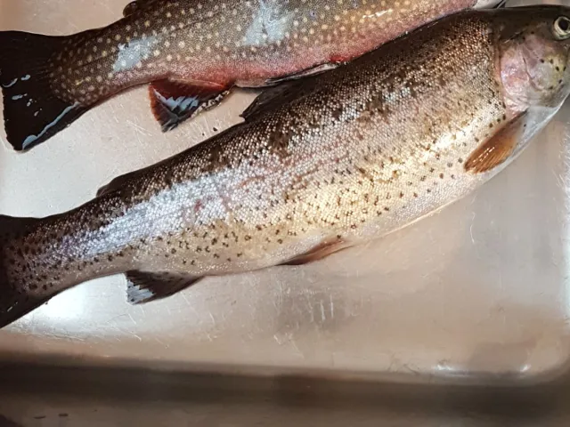 Regenbogenforelle