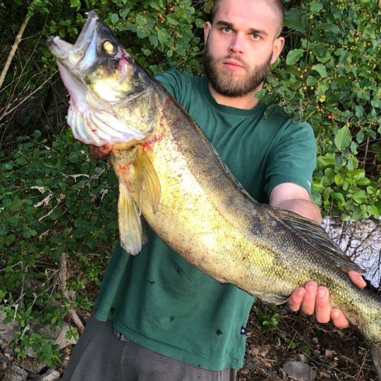 Zander