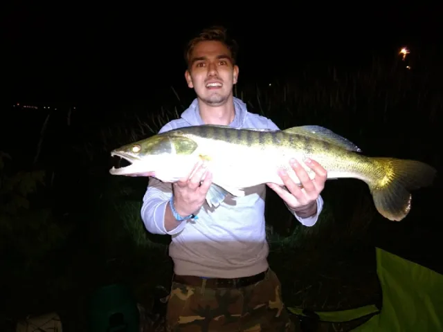 Zander