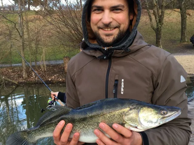 Zander
