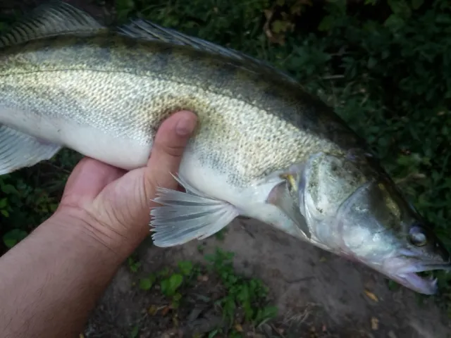 Zander
