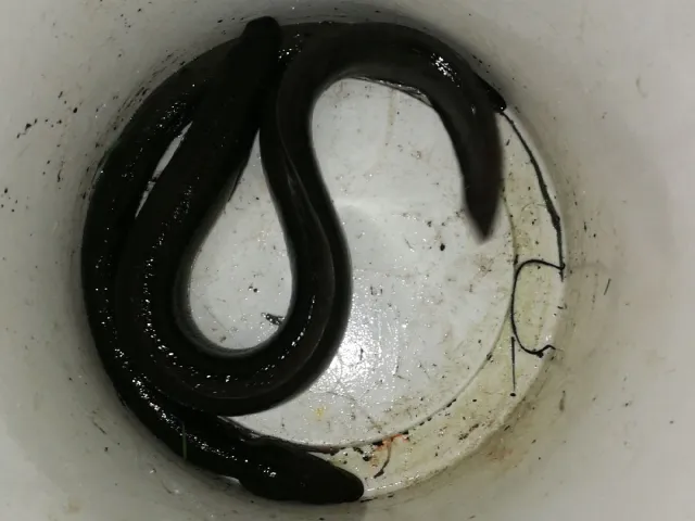 Aal