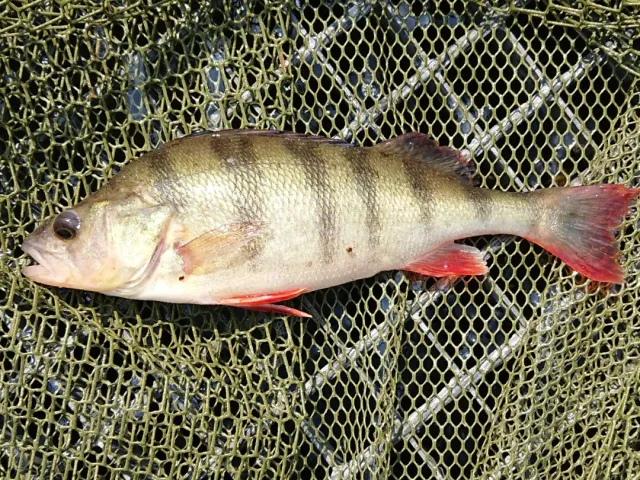 Flussbarsch