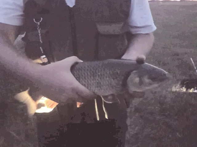 Döbel