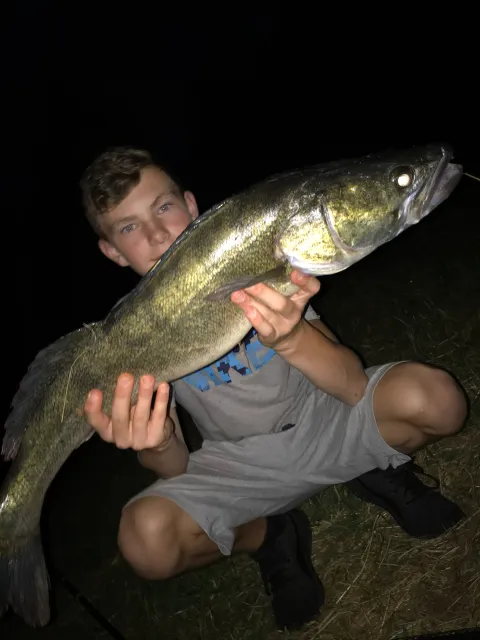 Zander