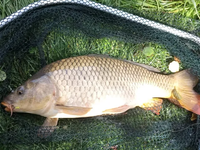 Karpfen