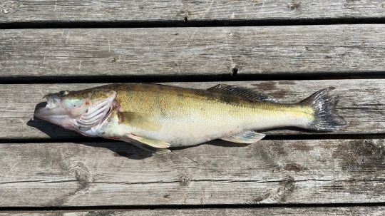 Zander