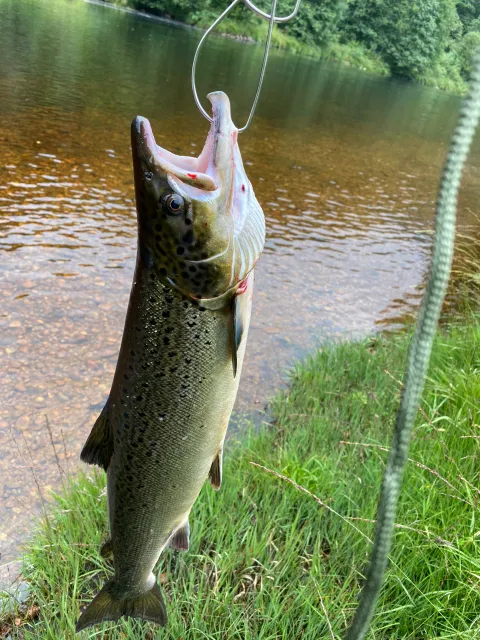 Lachs