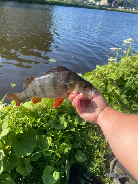 Flussbarsch