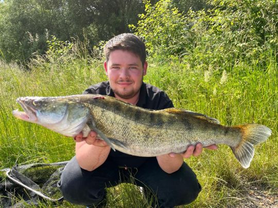 Zander