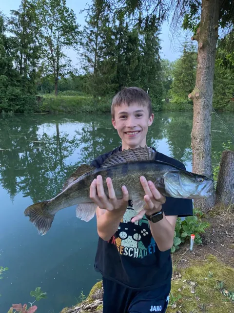 Zander