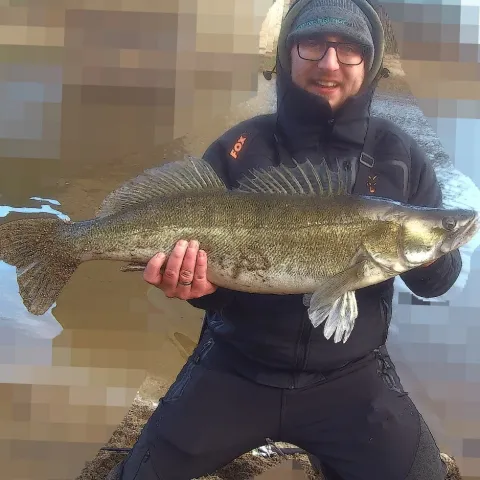 Zander