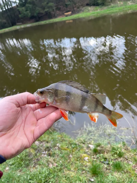 Flussbarsch