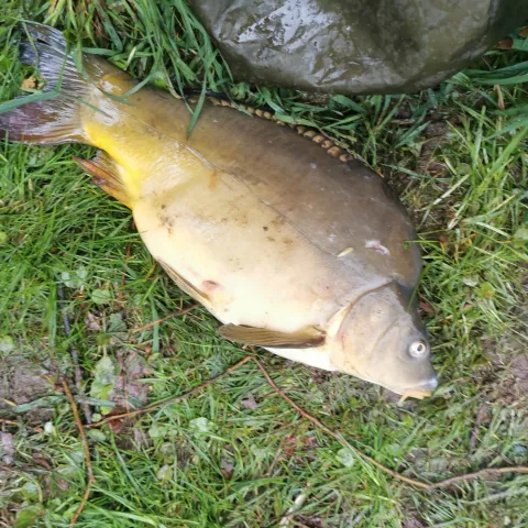 Karpfen