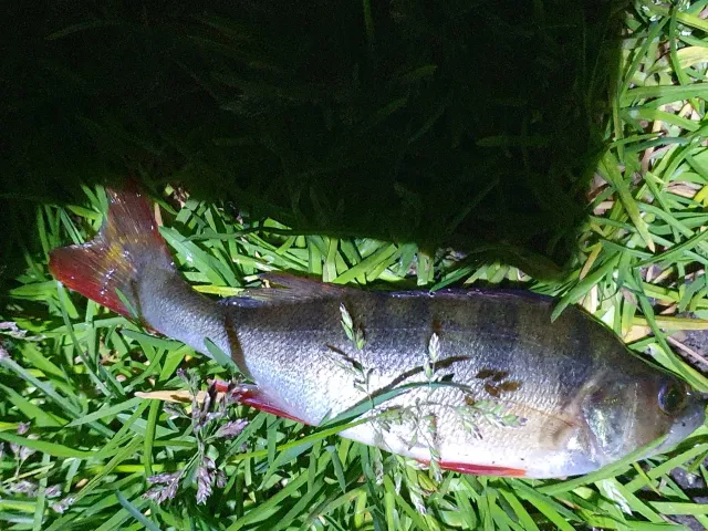 Flussbarsch