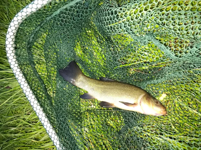 Schleie