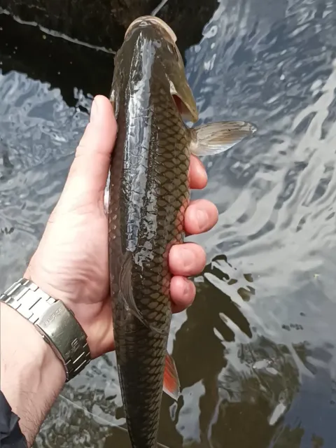 Döbel