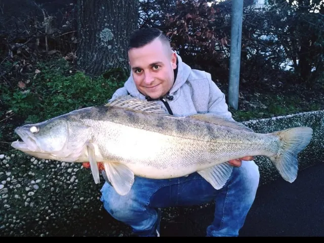 Zander