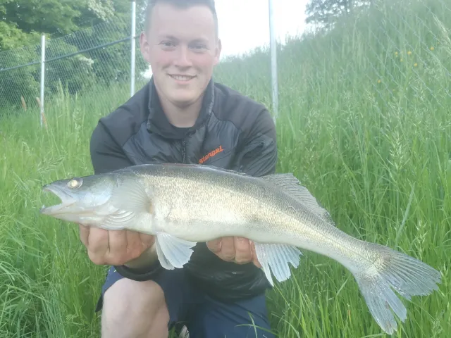 Zander