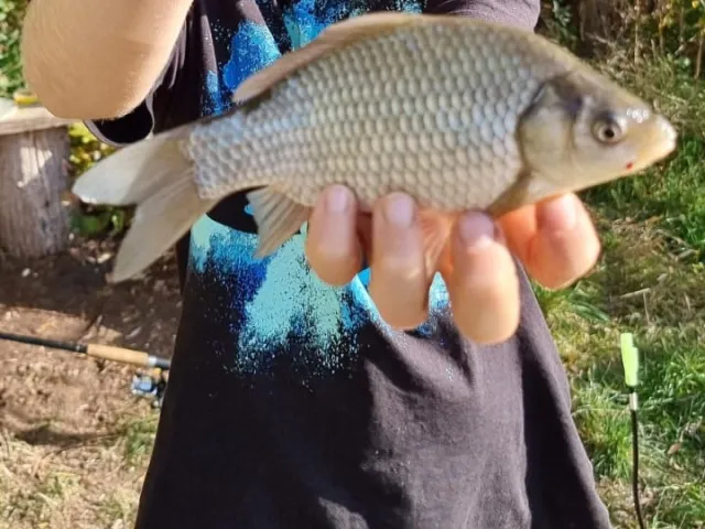 Giebel